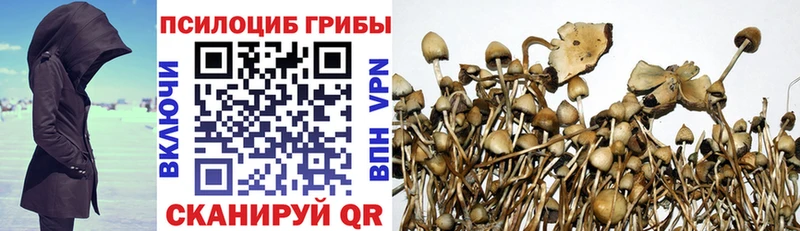 Купить  Грязи  Галлюциногенные грибы мицелий 
